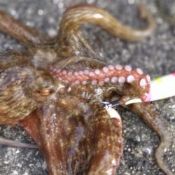 予定変更の姫路行き